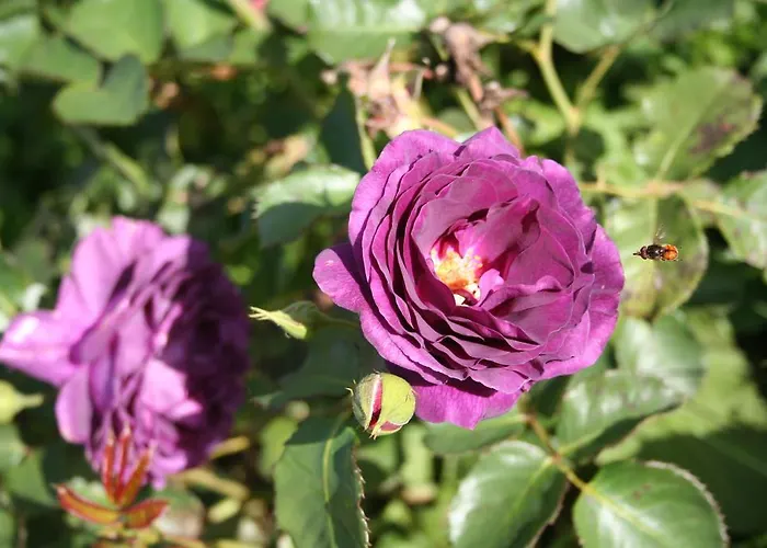 Bed & Breakfast La Ferme Du Doux Libramont-Chevigny