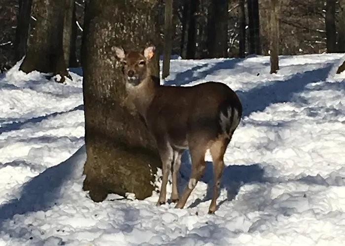 Bed & Breakfast La Ferme Du Doux