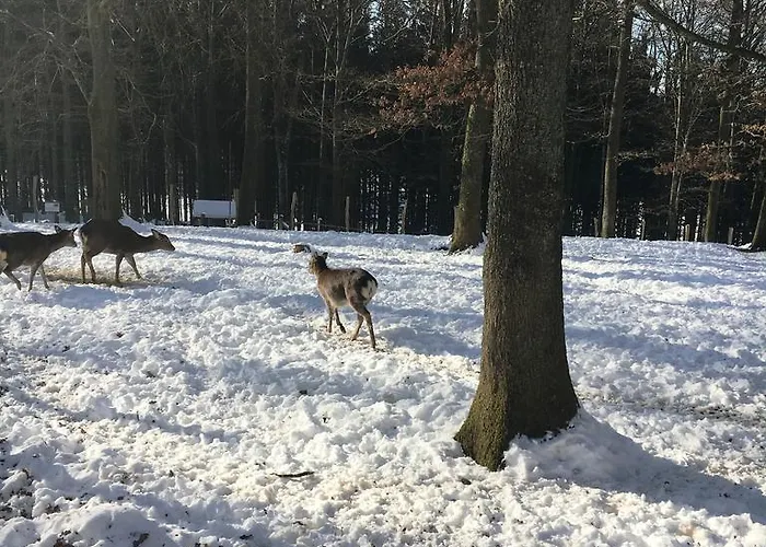 La Ferme Du Doux 4* Libramont-Chevigny